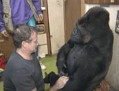 koko