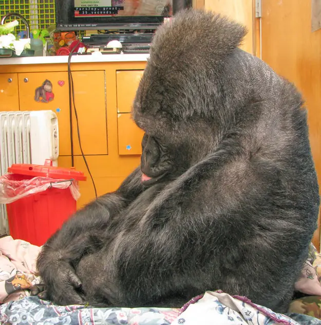 koko