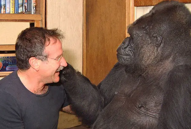 El gorila Koko de luto por la muerte de Robin Williams