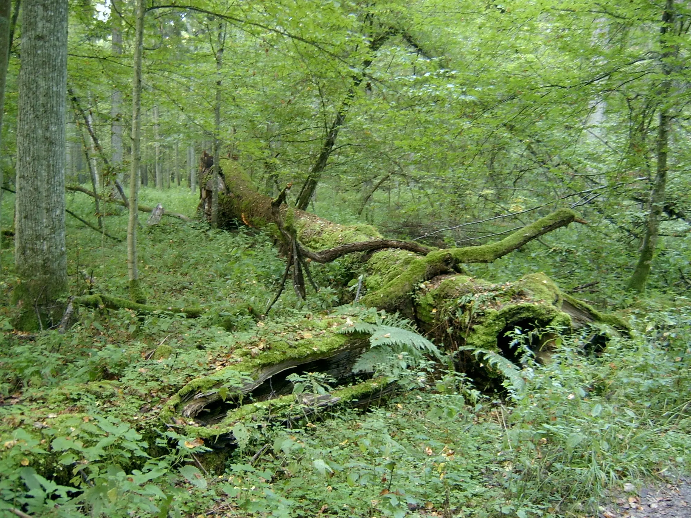 Bielorrusia