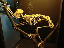 humanos