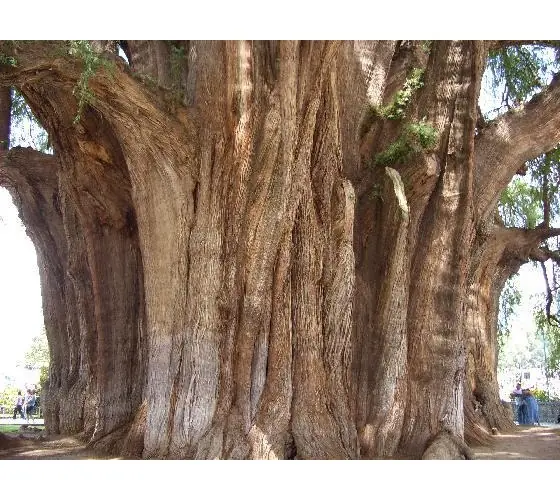 Arbol