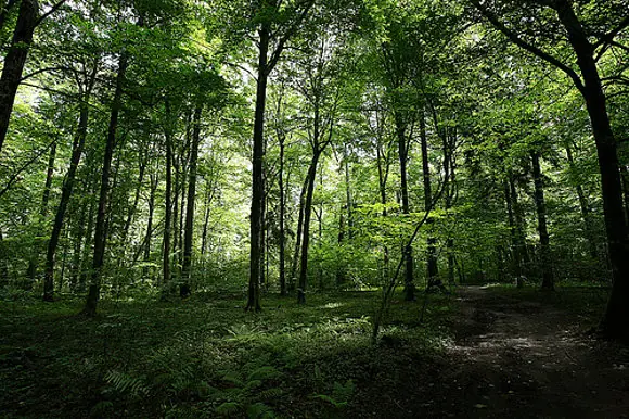 Maravilla: El bosque de Białowieża