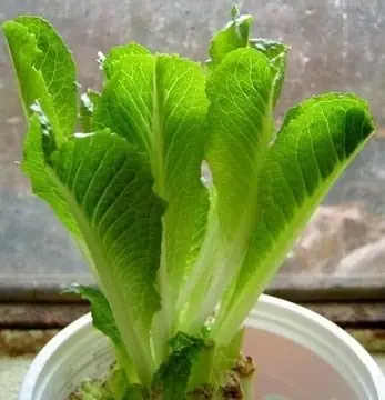 vegetales