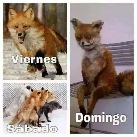 memes para facebook
