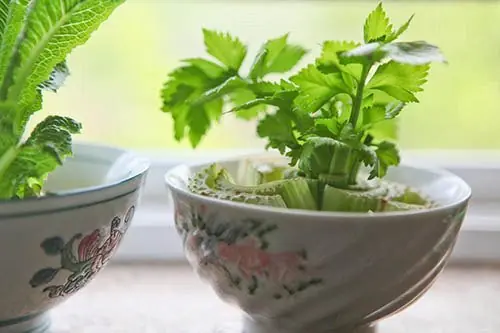 9 vegetales que comes y vuelven a crecer