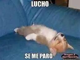 Memes e imágenes graciosas
