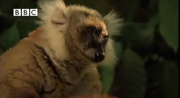 madagascar