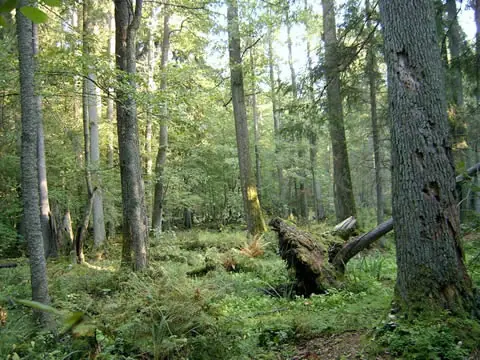 Maravilla: El bosque de Białowieża