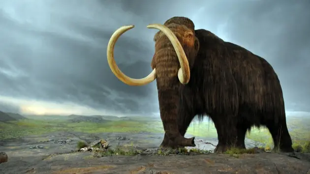 Clon de mamut podría ser introducido en Siberia en 50 años