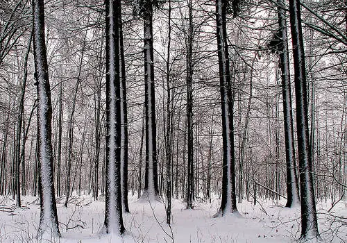 bialowieza