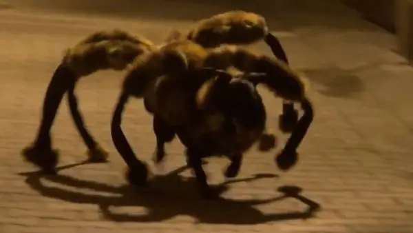 Alerta!: Perro-Araña aterroriza a Polonia