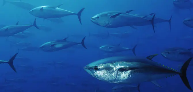 animales en peligro de extincion