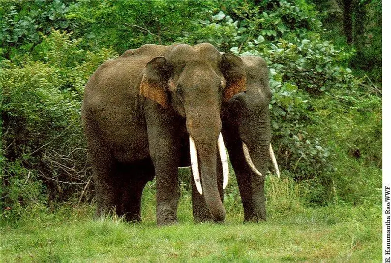 animales en peligro de extincion