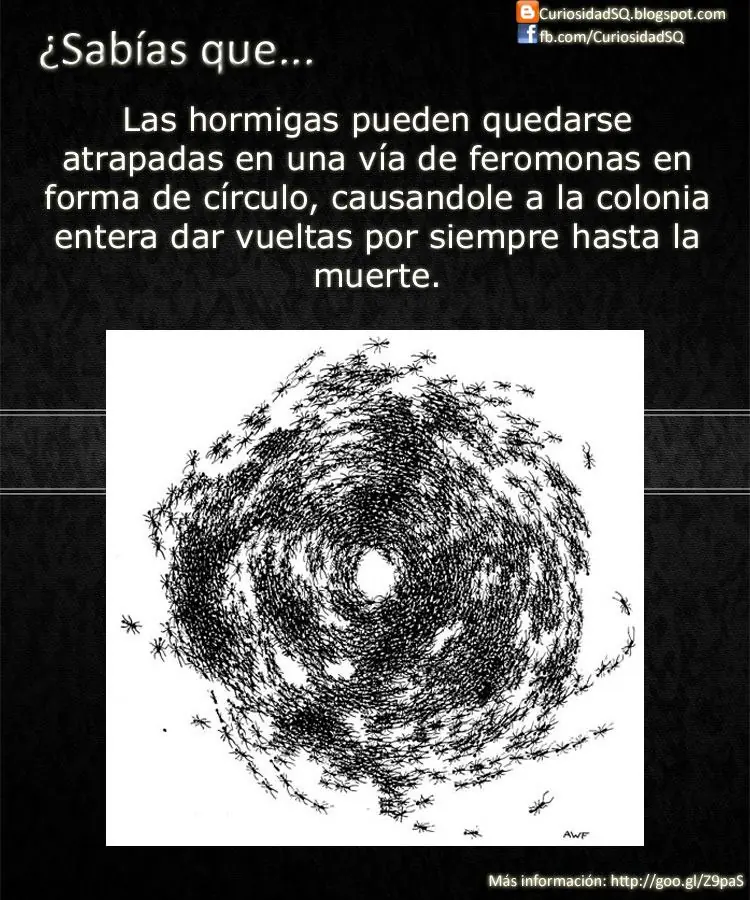 taringa