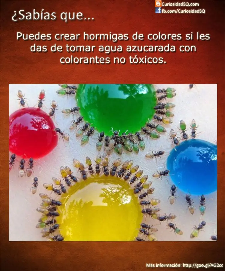 sabias que