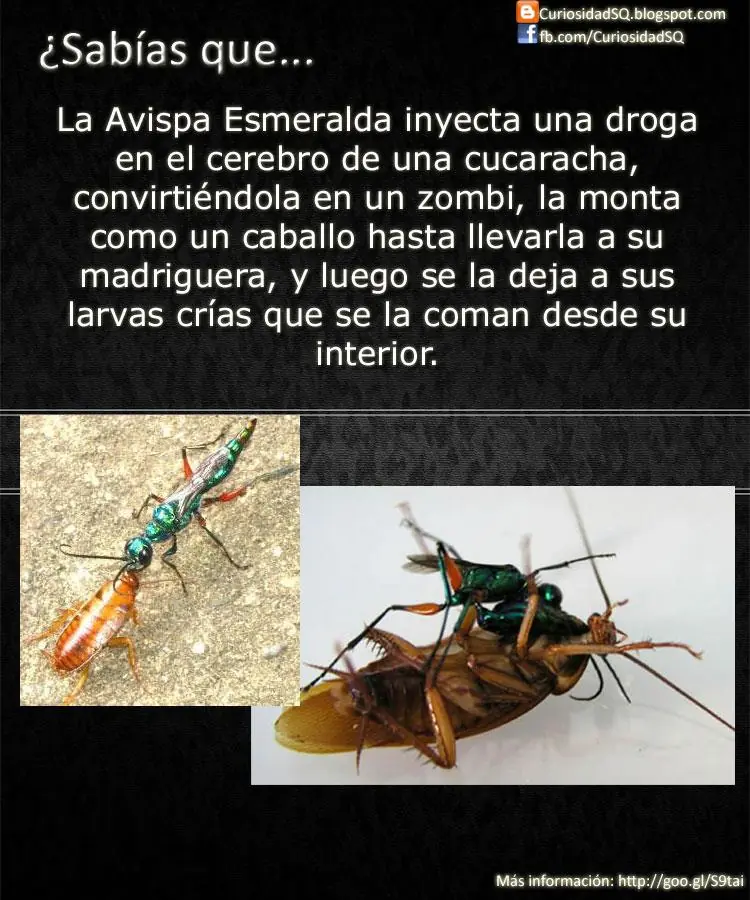 ¿Sabías que? [Parte 4]
