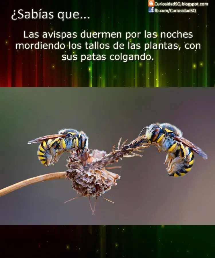 Animales