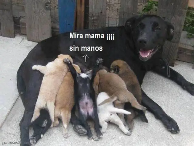 graciosos