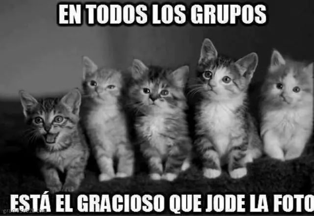 Animales Graciosos - para reir un poco