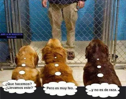 Humor Grafico