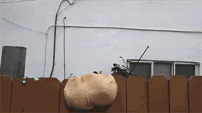 Gifs