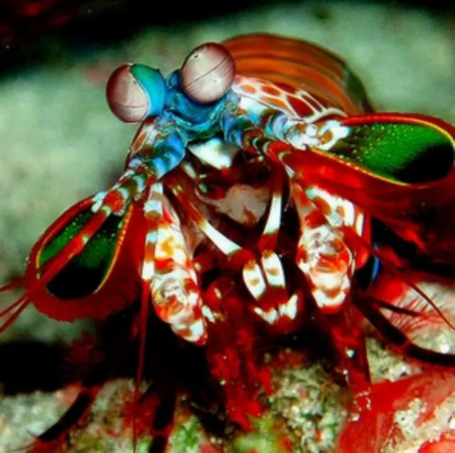 +10 si no conocías a alguno de estos animales