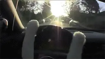 Gifs