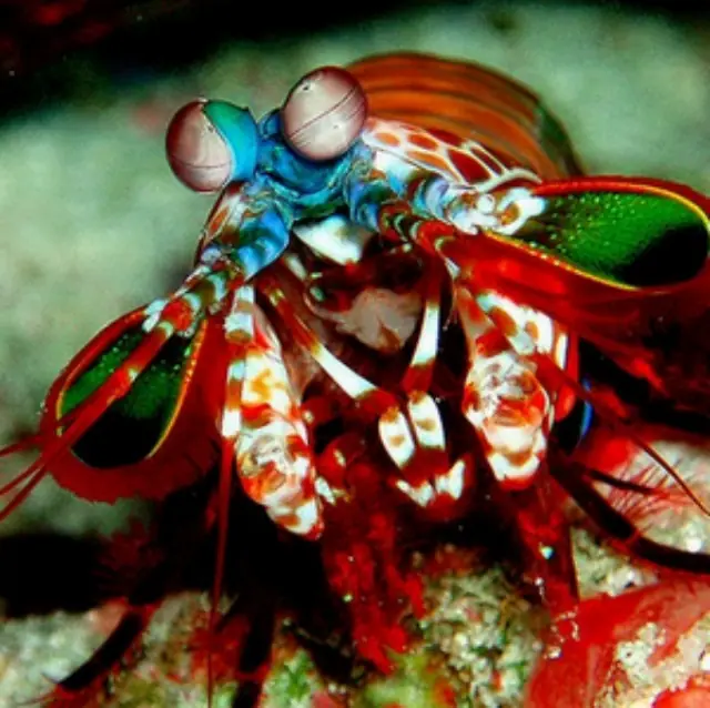 +10 si no conocías a alguno de estos animales