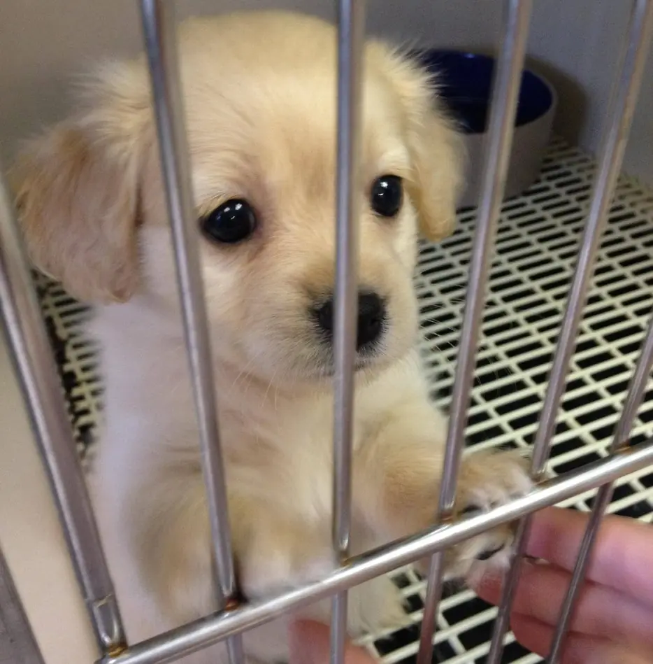 Hacks útiles si tenés Perro!