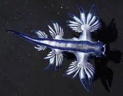 peces