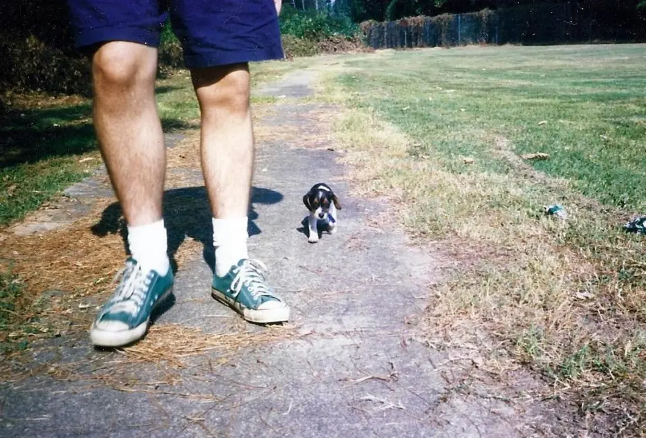 Hacks útiles si tenés Perro!