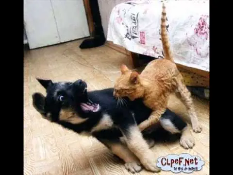 humor