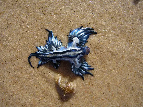 glaucus