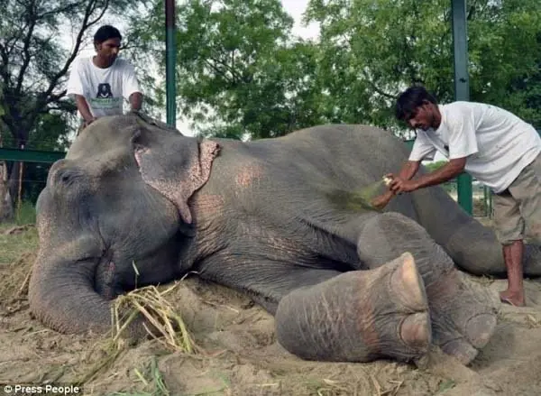 elefante