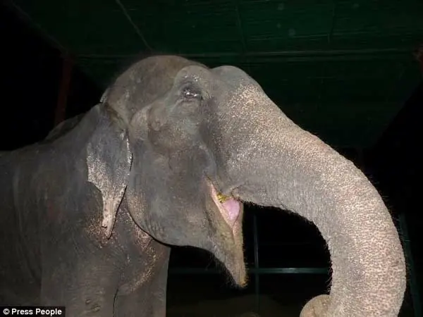 elefante liberado después de 50 años en cautiverio