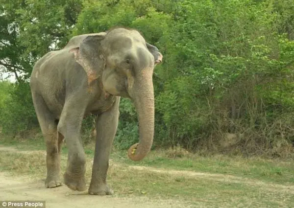 India