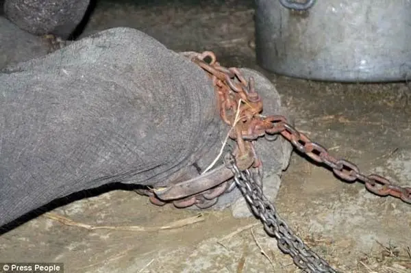 elefante liberado después de 50 años en cautiverio