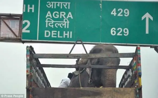 elefante liberado después de 50 años en cautiverio