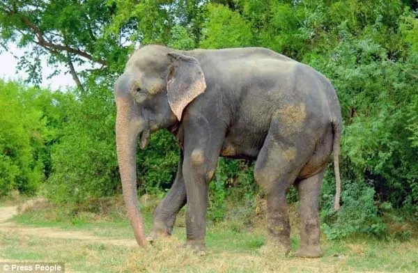 elefante