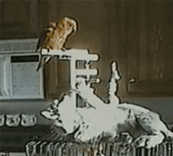 10 EPICO GIFS