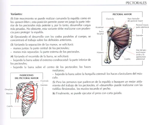 Ejercicios para pectorales