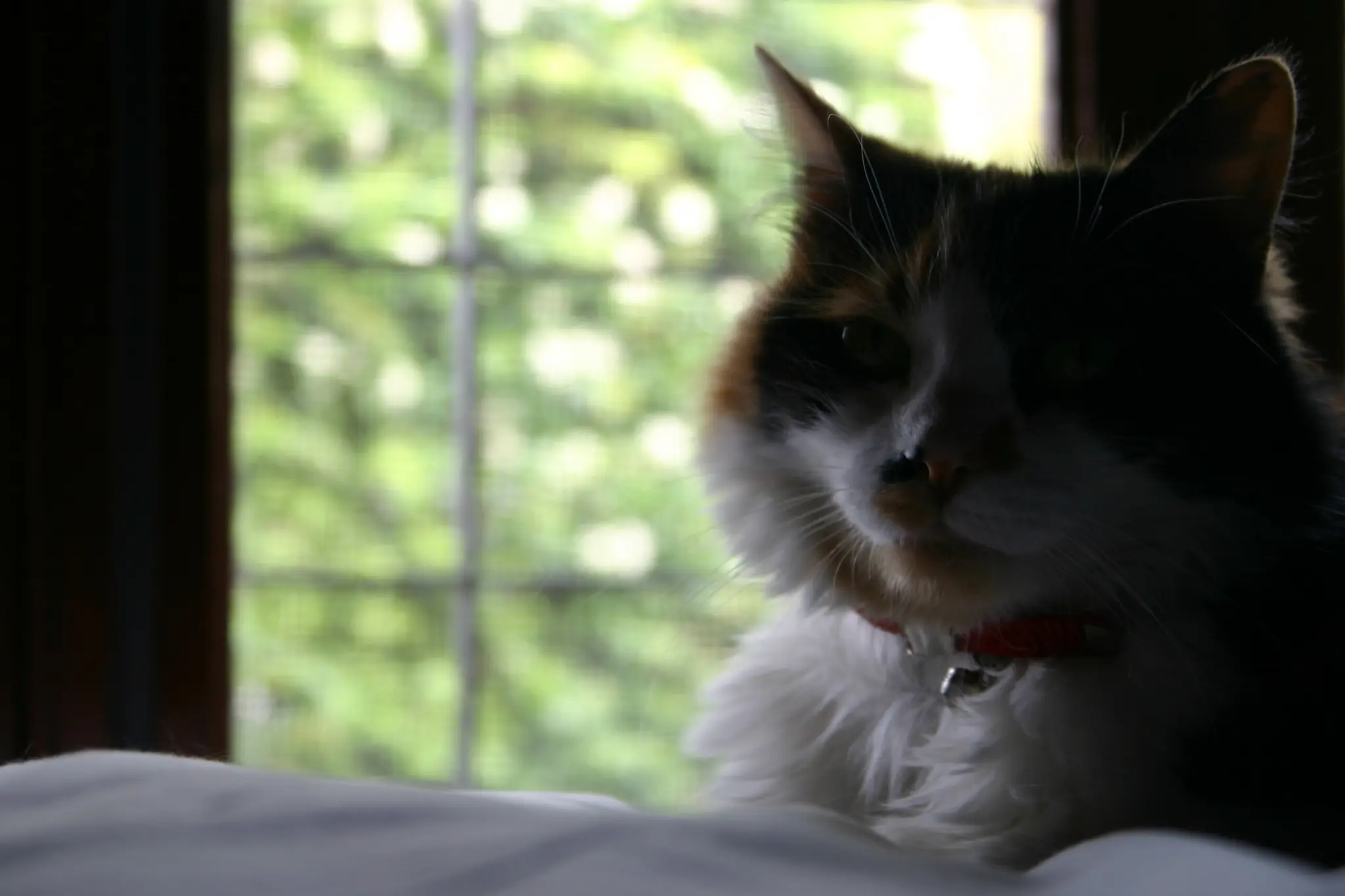 Taringator 2 - El Dia del Juicio