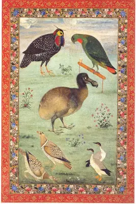 pajaro
