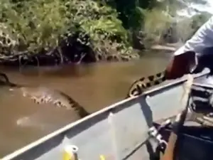 anaconda gigante en brasil: video