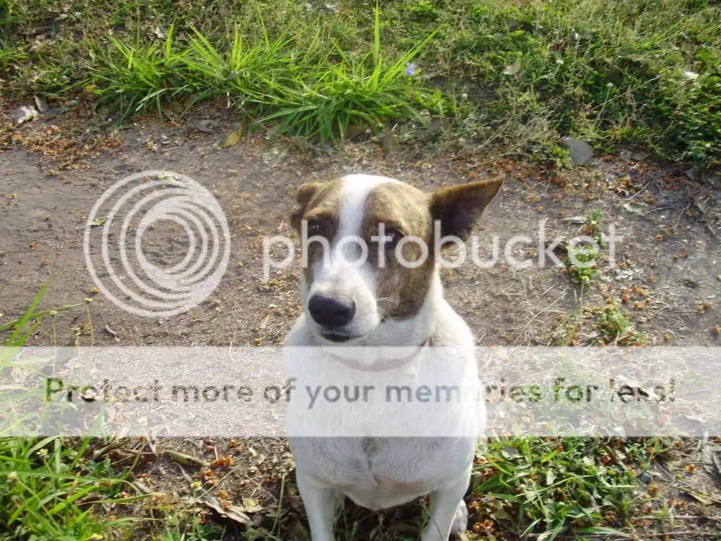 Sobre los perros