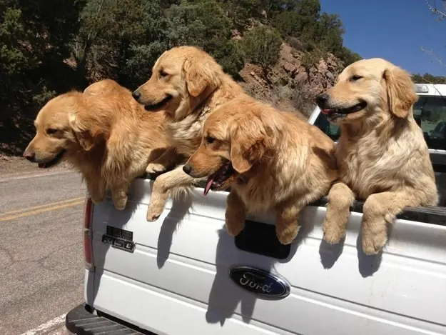 feliz