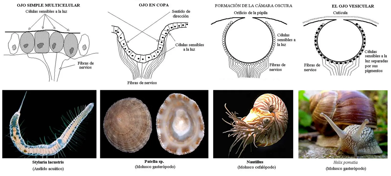 evolucion
