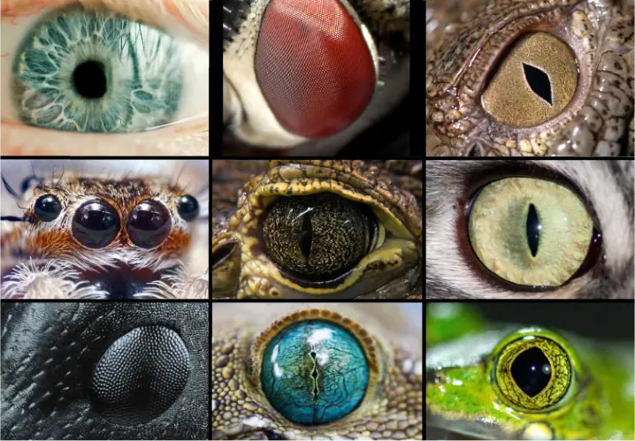 La evolución del ojo