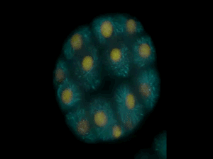 Gif Porno? NO ... Ciencia Gif